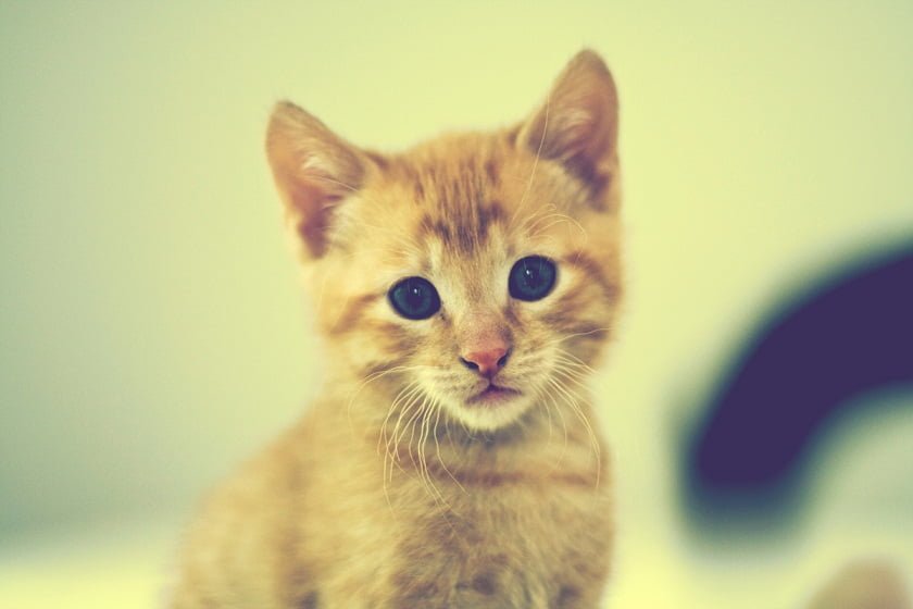 Catterbox2