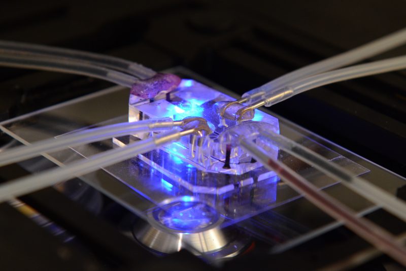 organs-on-chips