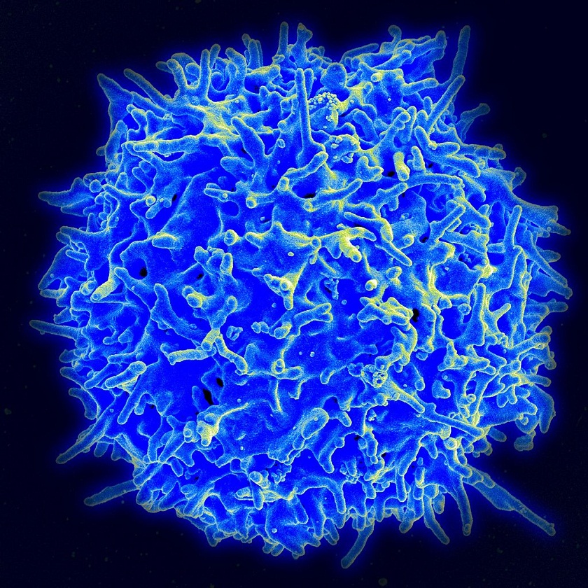 ‘Genetic Circuit’ Cells to fight cancer