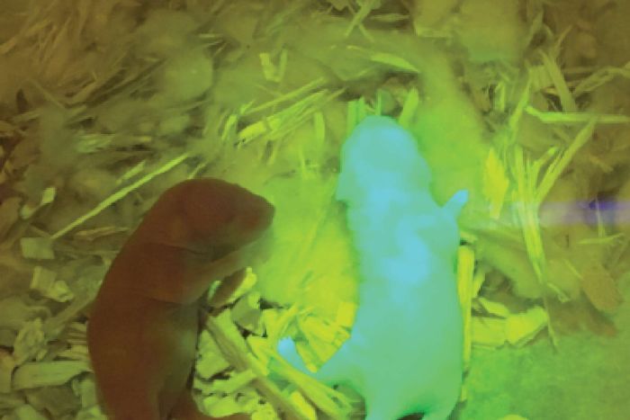 3D printed ovaries