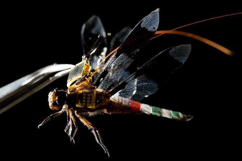 Cyborg-Dragonfly