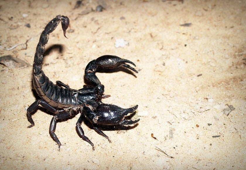 Scorpion-milking-robot