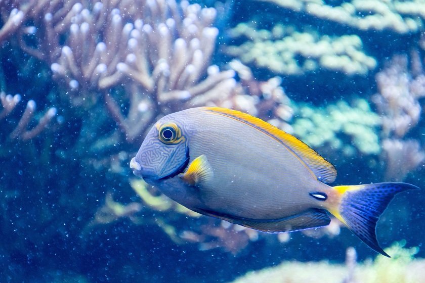 Robotic Fish SoFi