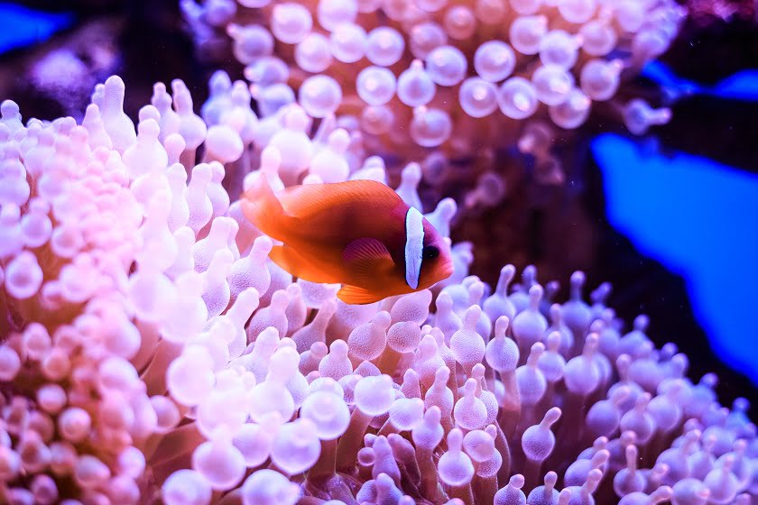 robot great barrier reef