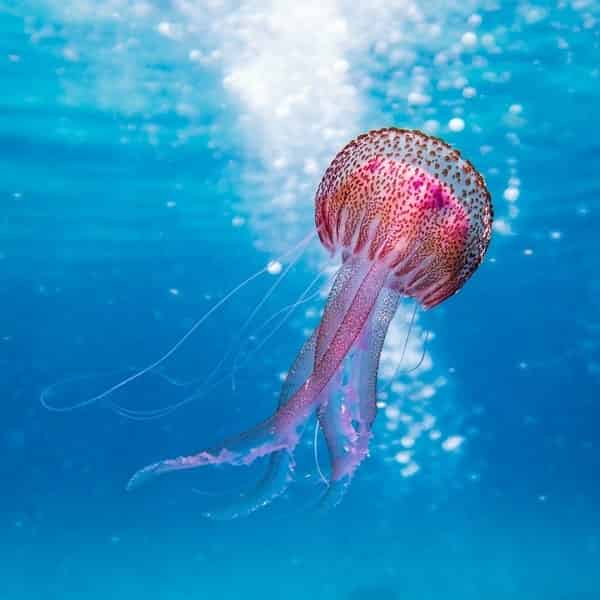 jellyfish robots, soft robotics, roft robot fish